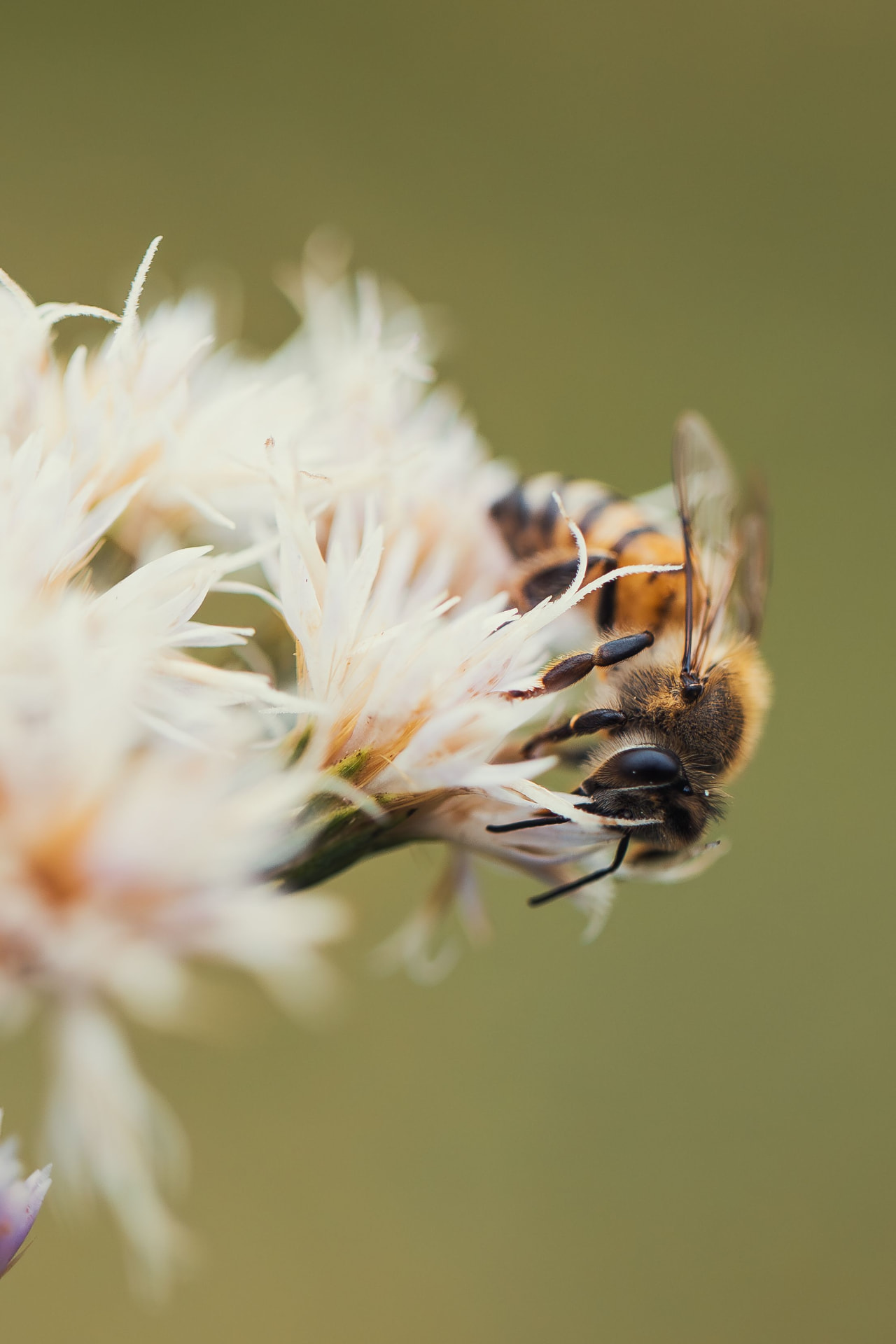 Abeja sobre flores blancas