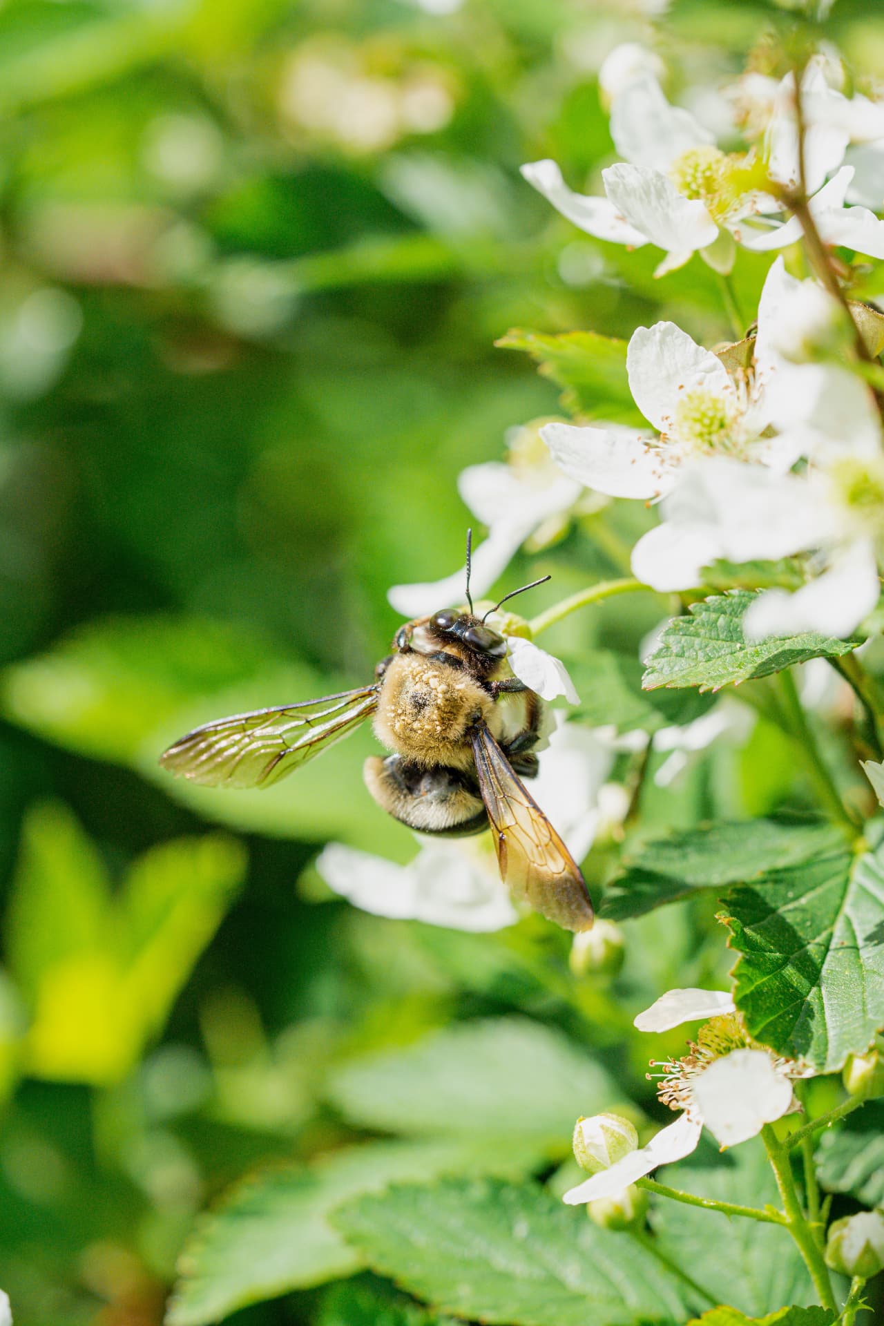 Abeja entre flores y hojas verdes