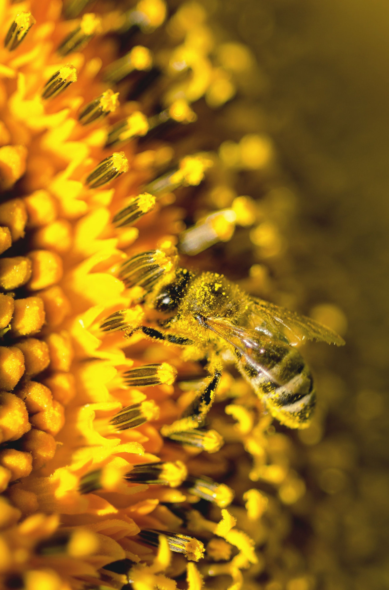Abeja cubierta de polen sobre una flor